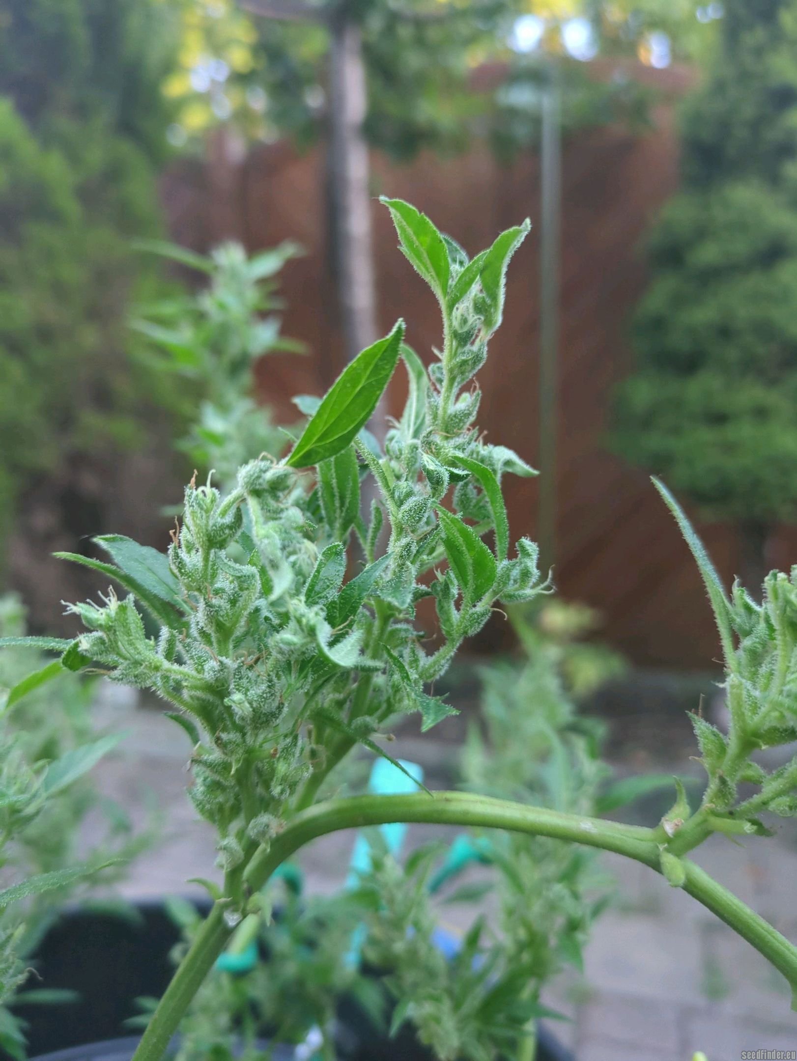 Corkscrew Auto