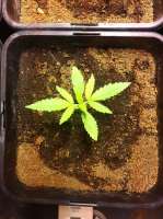 Dance World archive 4