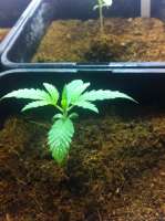 Dance World archive 2