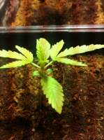 Dance World archive 3