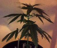 An image of Easy Bud