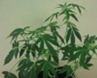 An image of Easy Bud