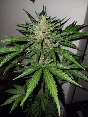 Fat Banana archive 5