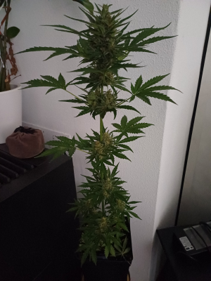 Fat Banana archive 4