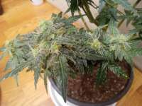 Fat Banana archive 3