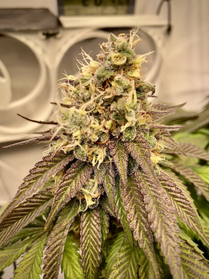 An image of Granddaddy Purple