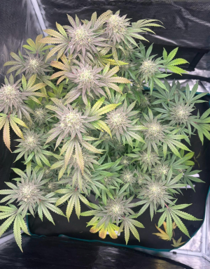 Image #01042598606308535