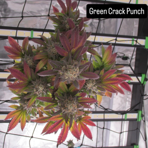 Green Punch's picture by ganjaexplorer