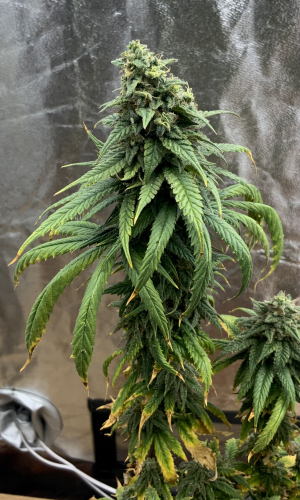 An image of Green Punch