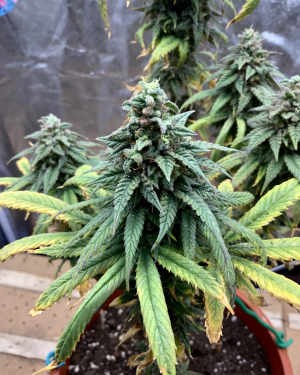 An image of Green Punch