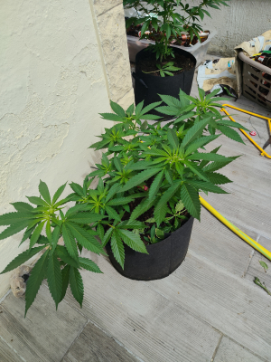 Gushers: strain page photo, credit seedfinder.eu, copyright status shown with credit copyright unverified