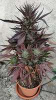 An image of HulkBerry Automatic