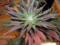 Ice: strain page photo, credit seedfinder.eu, copyright status shown with credit copyright unverified