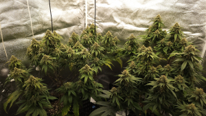 An image of Joanne's CBD