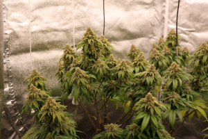 An image of Joanne's CBD