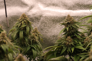An image of Joanne's CBD