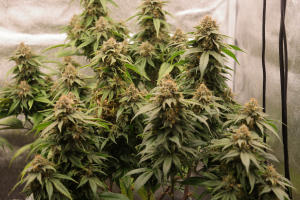 An image of Joanne's CBD
