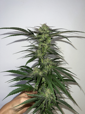 Lemon Haze: strain page photo, credit seedfinder.eu, copyright status shown with credit copyright unverified