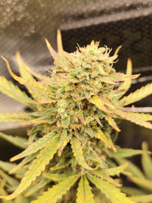 An image of Mimosa Automatic