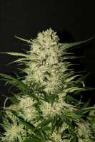 Northern Light: strain page photo, credit seedfinder.eu, copyright status shown with credit copyright unverified