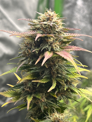An image of Pink Runtz Auto