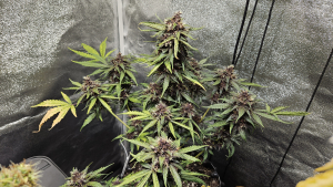An image of Purplematic CBD