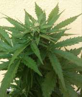 An image of Royal Bluematic