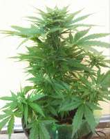 An image of Royal Bluematic