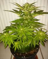 An image of Royal Bluematic