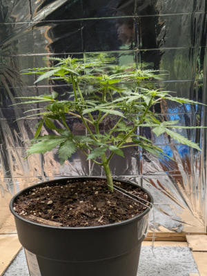 An image of Royal Critical Automatic