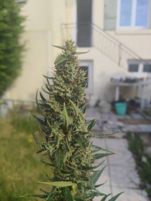 Royal Critical Automatic's picture by OG_Ju_one_kenobi76