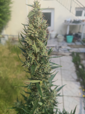 Royal Critical Automatic's picture by OG_Ju_one_kenobi76