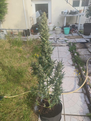 Royal Critical Automatic's picture by OG_Ju_one_kenobi76