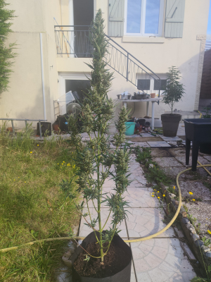 Royal Critical Automatic's picture by OG_Ju_one_kenobi76