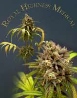 An image of Royal Highness