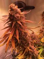Royal Highness: strain page photo, credit seedfinder.eu, copyright status shown with credit copyright unverified