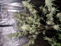 Shining Silver Haze: strain page photo, credit seedfinder.eu, copyright status shown with credit copyright unverified