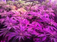 An image of Shining Silver Haze
