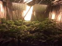 An image of Shining Silver Haze