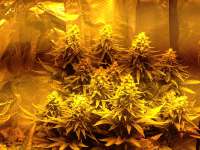 An image of Shining Silver Haze