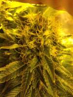 An image of Shining Silver Haze