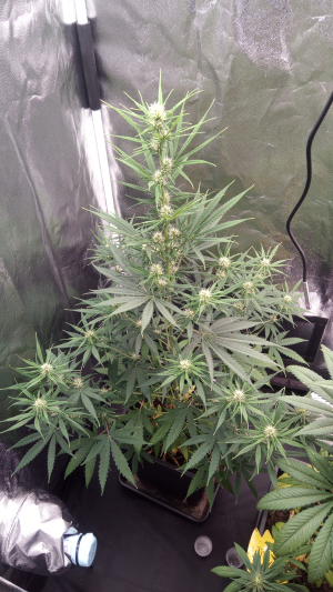 Shining Silver Haze: strain page photo, credit seedfinder.eu, copyright status shown with credit copyright unverified