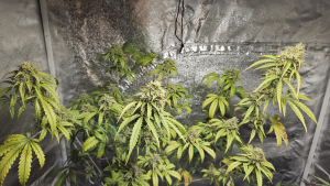 An image of Solomatic CBD