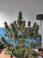 Watermelon Automatic archive 2