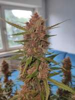 Watermelon Automatic archive 3