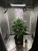 Watermelon Automatic archive 4