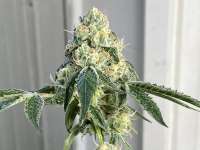 Wedding Gelato archive 1