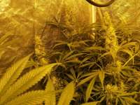 Wedding Gelato archive 2