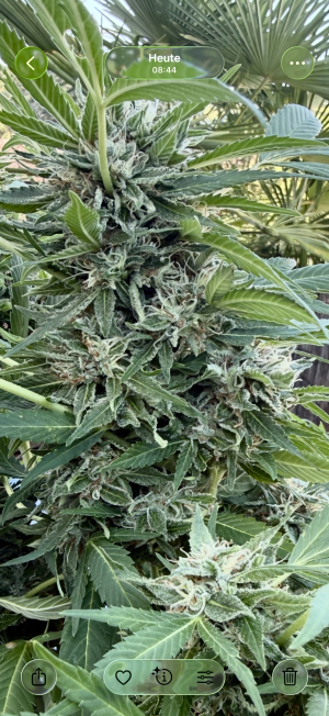 An image of White Widow