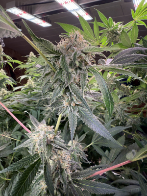An image of White Widow